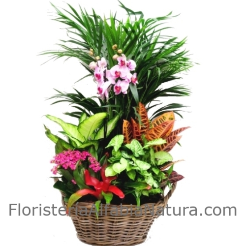 Cesta de Plantas