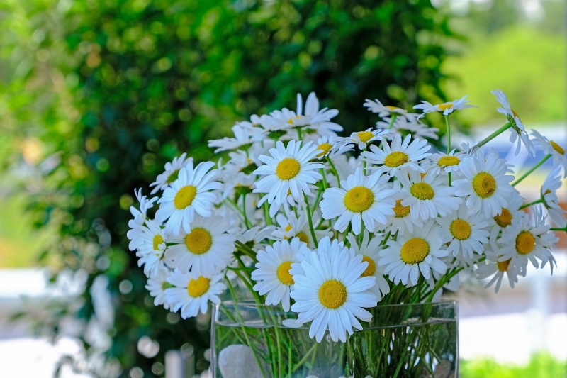 Floristeria día del padre
