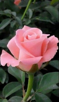 Ramo Funerario 7 Rosas Rosadas, Rosas para el Tanatorio, Ramo de Flores para dar Condolencias, Ramos Funerarios para Santa Ponsa, Flores para Difuntos