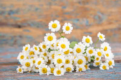 tienda de flores online, ramos de flores online, ramos a domicilio, ramos de flores para nacimiento, plantas para el hospital, plantas para un nacimiento