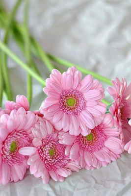 enviar flores de regalo, regalar ramo de flores para cumpleaños, flores para regalar, flores baratas de regalo, floristeria online