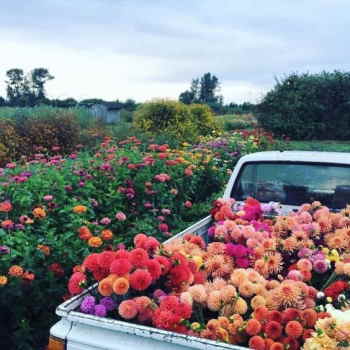 rosas online baratas, Entregas de Centros de Flores de Regalo, flores online Sant Jordi, rosas online para Sant Jordi, rosas online para San Valentín, rosas online para mi mujer, envíar rosas a mi madre el día de la madre