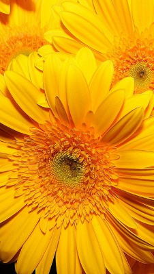 Enviar flores urgentes a domicilio, enviar flores tonos alegres, flores de aniversario, flores, cestas de flores, flores nacimiento