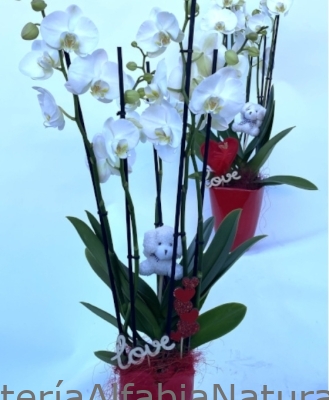 Orquídea San Valentín