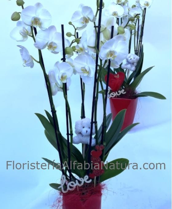 Orquídea San Valentín